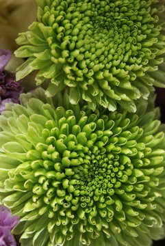 green chrysanthemum flower macro background © Sergey Toronto