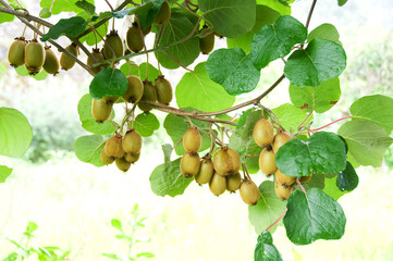 Big cluster of kiwi fruit on the tree