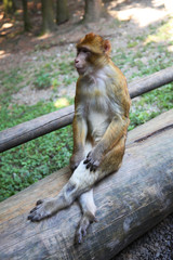 Affe sitzt auf Baumstamm