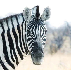 Zelfklevend Fotobehang Zebra © Galyna Andrushko
