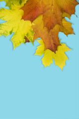 Autumn leaves of a maple