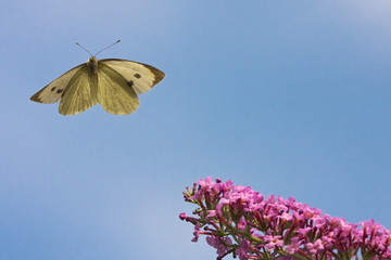 Kohlweißling beim Anflug auf eine Blüte