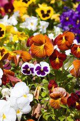 Assortment of Pansies (Viola tricolor hortensis)