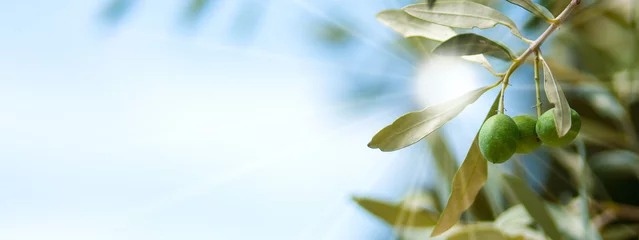 Deurstickers Olijfboom olijfboom en zon, tak met olijven en blauwe lucht