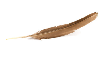 Fototapeta na wymiar feather