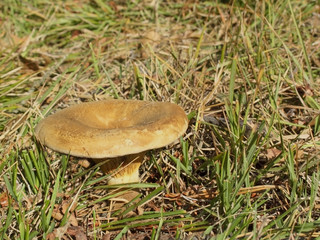 changeable melanoleuca