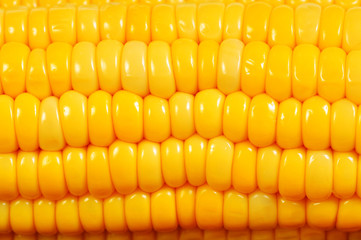 corn cob macro