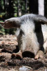 HOG