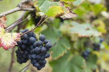 Grappe de raisin