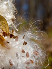 Milkweed Silk and Seeds