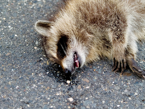 Roadkill Raccoon