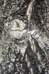 Bark of birch