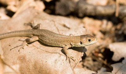 Lizard