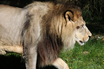 Lion au Zoo
