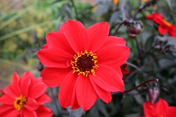 red daisy