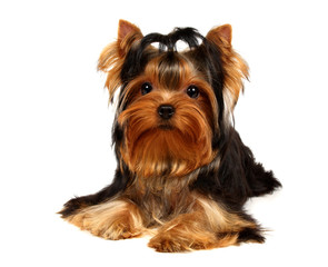 Young Yorkshire Terrier isolated on the white background