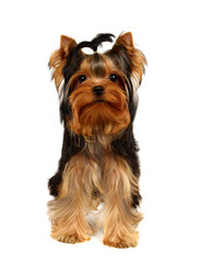 Young Yorkshire Terrier isolated on the white background