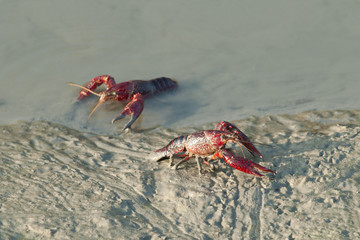 Crayfish