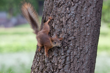 Young squirrel get down on tree