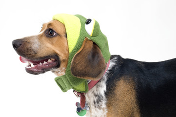 Beagle in a Frog Costume