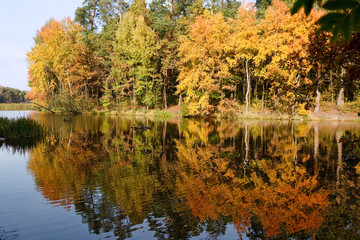 Autumn forest reflected on the water