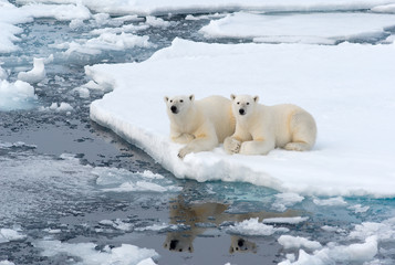 Obraz premium Polar Bears