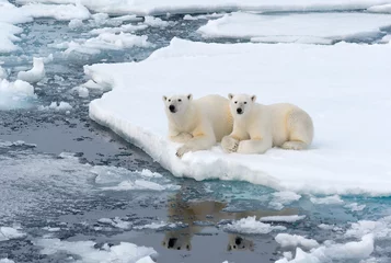 Polar Bears