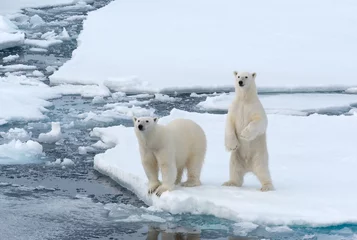 Fototapeten Eisbären © Andrew Watson