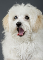 maltese dog sitting with mouth open