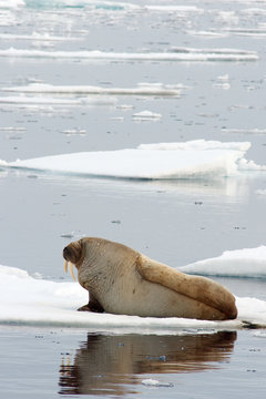 Walrus
