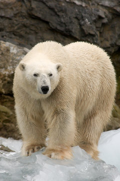 Polar Bear