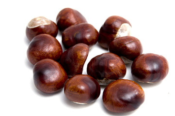 Horse chestnut, buck-eye (Aesculus hippocastanum), fruit, isolat