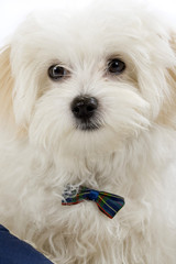 bichon maltese puppy