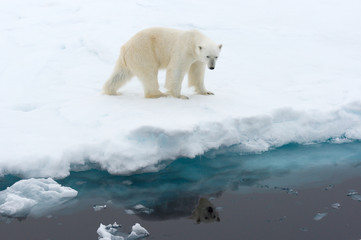 Obraz premium Polar Bear