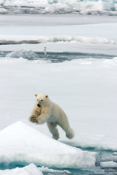 Polar Bear