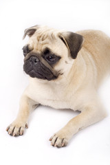 picture of a pug seated on the ground
