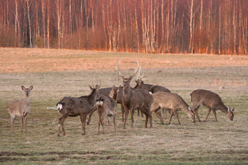 deers