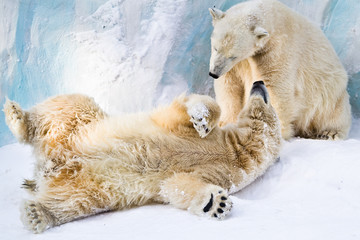 Couple of young bears