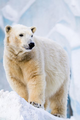 Naklejka na ściany i meble Polar bear in Zoo