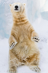 Young polar bear enjoying the sun