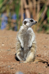 Meerkats