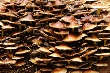 Stockschwämmchen