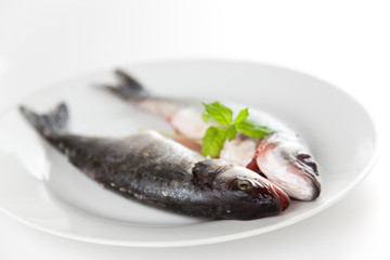 fresh seabass