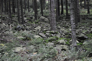Schwarzwald