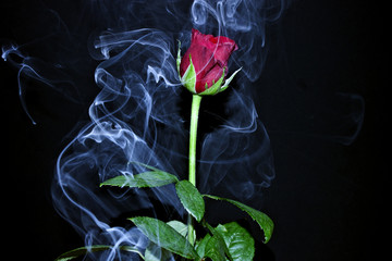 Rose im Rauch