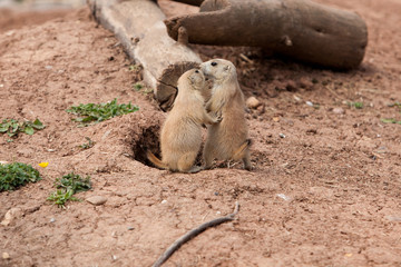 Fototapeta premium baby marmots touching nose