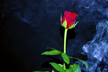 Rose im Rauch