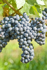 Bunches of Cabernet Sauvignon Grapes