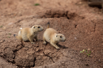 two baby marmots