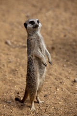 meerkat on guard